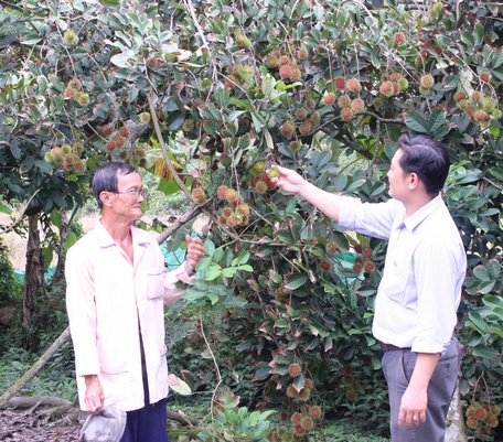 Từ khi trồng chôm chôm Thái, gia đình chú Lê Thành Trắc (trái) thu nhập khấm khá hơn.