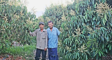 Chuyển ruộng lên vườn giúp đời sống người dân xã Hòa Thạnh khấm khá hơn. Trong ảnh: Ông Hoàng (phải) bên vườn nhãn đang trổ bông.