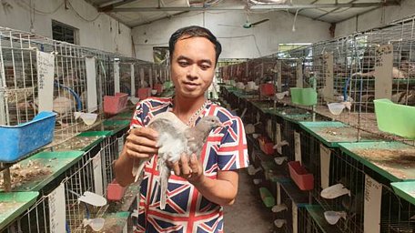 Anh Nguyễn Quốc Luật (30 tuổi) thôn An Ninh, xã Thụy Bình, huyện Thái Thụy về quê tập nuôi chim bồ câu, bỏ túi hơn chục triệu đồng/tháng