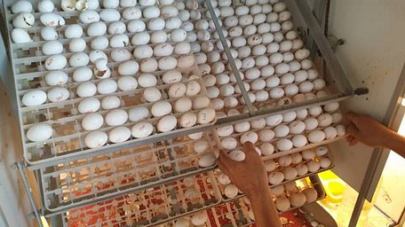  Theo anh Luật, chim bồ câu Pháp sau khi đẻ trứng được cho vào máy ấp, nhờ cách làm này mà tỷ lệ trứng ấp nở đạt tới 95%
