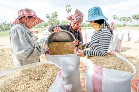  Campuchia xuất khẩu gần 1 triệu tấn thóc sang Việt Nam từ đầu năm đến nay. 