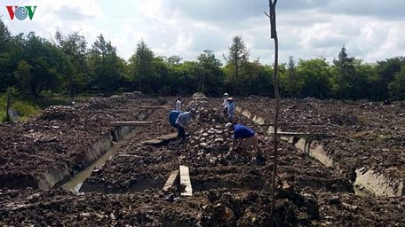 Vườn cây sầu riêng tại xã Tam Bình, huyện Cai Lậy (Tiền Giang) phá bỏ để trồng lại cây sapô.