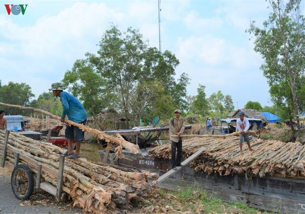 Giá cừ tại “Chợ tràm” đất rừng U Minh hạ đang trong khoảng từ 30.000 - 37.000 đồng/cây, tùy loại và số lượng mua.