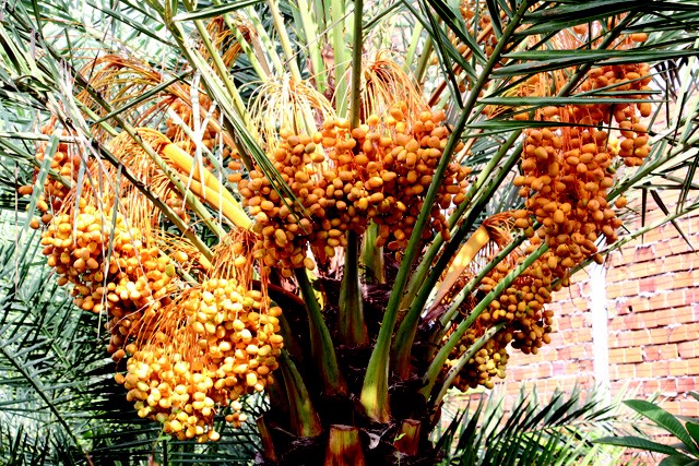Các cây chà là trong vườn ông Nguyễn Văn Xuân, xã Tân Khánh Đông, TP Sa Đéc, tỉnh Đồng Tháp đang cho rất nhiều trái