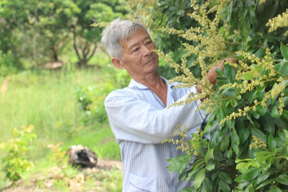 Ông Quách Văn Sử chăm sóc vườn cây ăn trái của gia đình