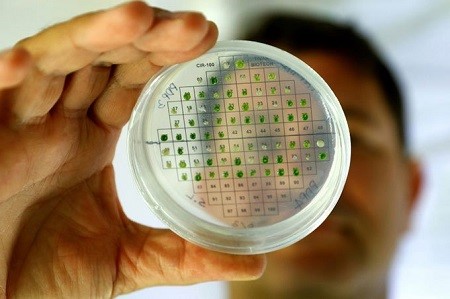 Có thể sản xuất hydro từ tảo siêu nhỏ - Ảnh: AFP