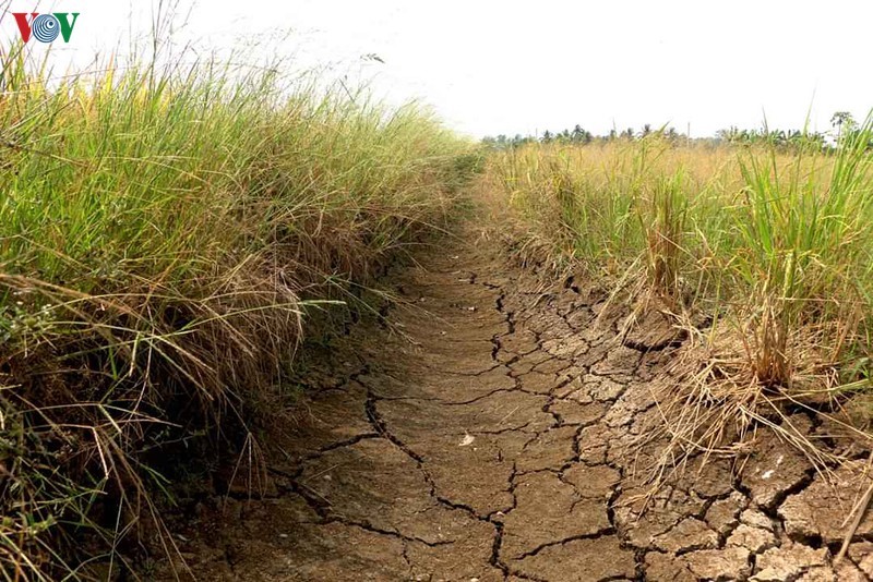 Nhiều cánh đồng thiếu nước vào cao điểm mùa khô. 