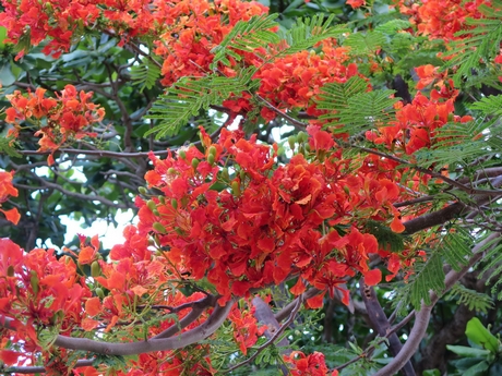 Ở các cung đường Côn Đảo, hầu như nơi nào cũng thấy cây phượng. Mùa hè này phượng trở thành loài hoa chủ đạo của nơi đây