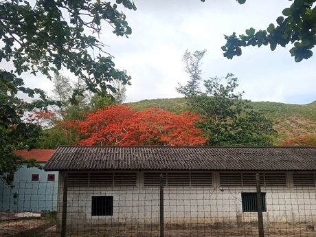 Những nhành phượng đỏ thắm khoe sắc nhìn từ di tích trại Phú Bình