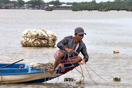 Nhiều hộ dân trên địa bàn xã Tam Giang Tây khai thác cá kèo giống trên các tuyến sông ảnh hưởng đến nguồn lợi thuỷ sản ven bờ.