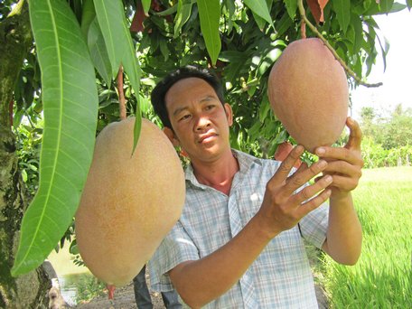 Anh Nguyễn Thanh Nhàn và những trái xoài hồng phấn trong vườn nhà.
