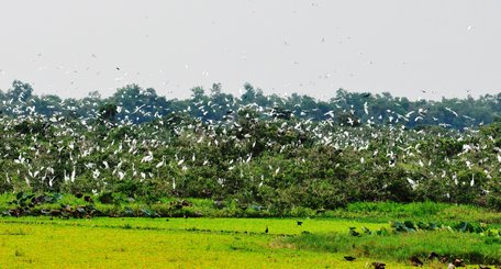 Láng Sen có rất nhiều loài chim nước trú ngụ.