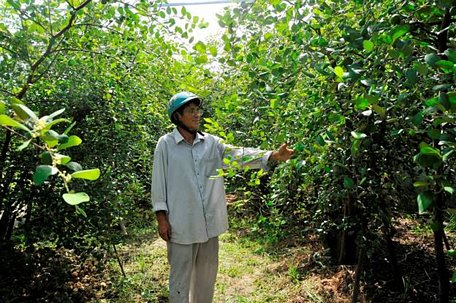  Vườn táo của ông Nguyễn Văn Chín đang giai đoạn thu hoạch
