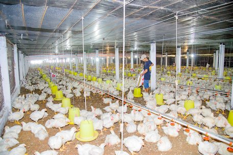 Trang trại gà công nghiệp CP của bà Huỳnh Kim Thủy (ấp Thủy Thuận- xã An Phước) cho hiệu quả kinh tế cao.