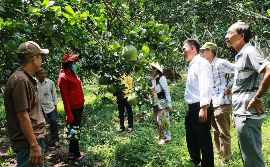 Mô hình trồng bưởi đạt hiệu quả kinh tế cao của nông dân xã Tân Long Hội.