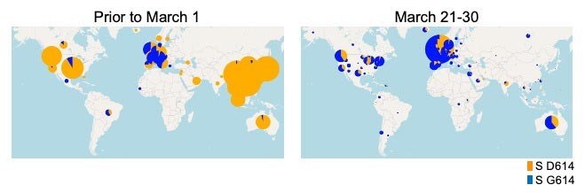 Bản đồ thế giới cho thấy sự lây lan phổ biến của chủng virus Covid-19 D614G (hay G614, màu xanh) so với chủng cũ D614 (màu vàng) từ ngày 21 đến 30-3. Ảnh: Đại học Sheffield.