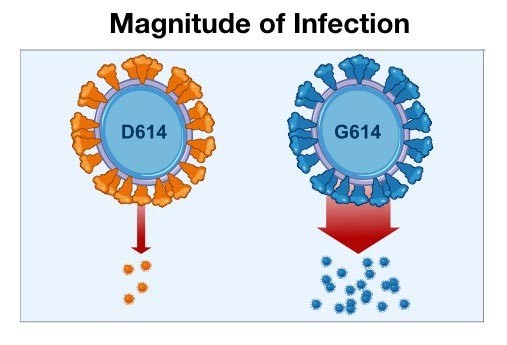 Hình ảnh về hai biến thể của virus gây ra Covid-19, biến thể mới D614G (G614) gây nhiễm bệnh nhiều hơn.