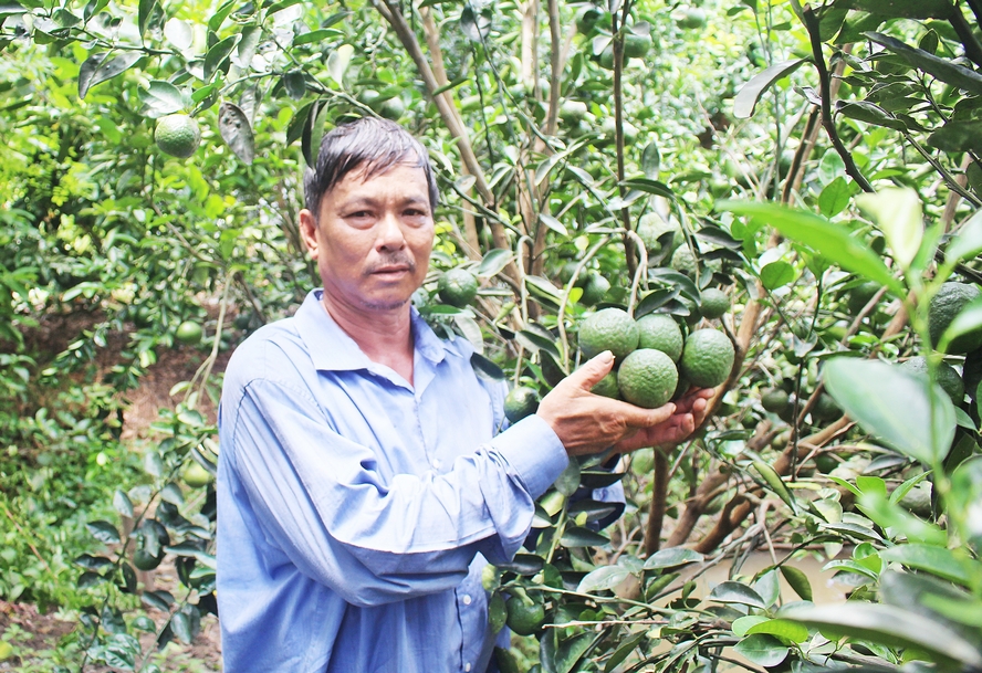 Huyện Tam Bình có 8.320ha vườn cây ăn trái. Trong đó, có 3.353ha cam sành, đứng thứ 2 trong tỉnh. Huyện đang tập trung phát triển mô hình cam sạch ở Bình Ninh, Loan Mỹ để nhân rộng, củng cố thương hiệu cam sành Tam Bình.