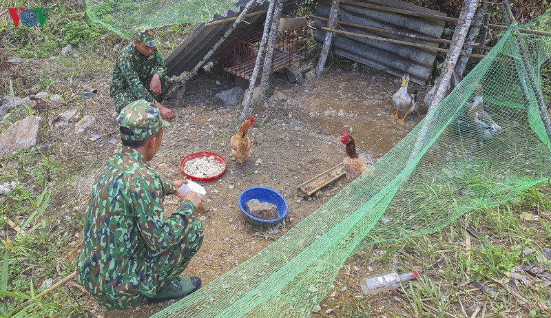 Để có thêm thực phẩm, các cán bộ chiến sĩ tại chốt đã tiến hành trồng rau và nuôi thêm gà, vịt để cải thiện bữa ăn.