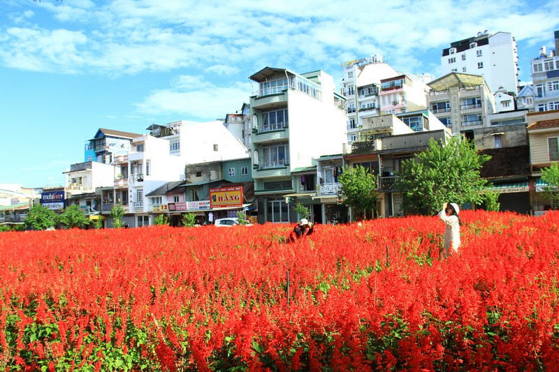 Đồng hoa rực rỡ bên đường Nguyễn Văn Cừ níu chân rất nhiều du khách.