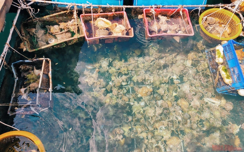 Khu nuôi trồng hải sản trong vịnh Bến Đầm.