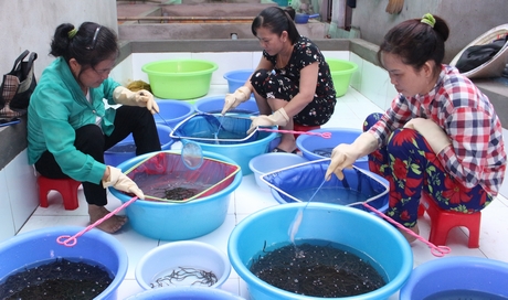 Với mô hình nuôi lươn của mình, anh Hiếu đã giải quyết việc làm cho hơn 10 lao động nhàn rỗi địa phương.