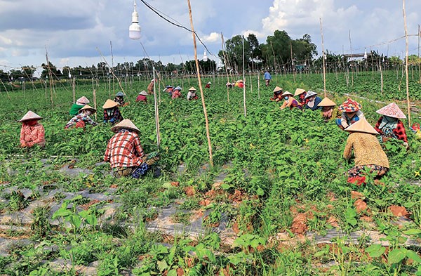 Mô hình trồng tía tô xuất khẩu mở ra triển vọng mới trong đa dạng cây trồng và giải quyết việc làm tại An Giang.