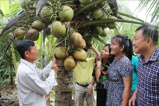 Chủ nhà vườn Cao Văn Lùng (bên trái), xã Hòa Tân, huyện Cầu Kè giới thiệu quả dừa sáp với du khách. Ảnh: Thanh Hòa/TTXVN