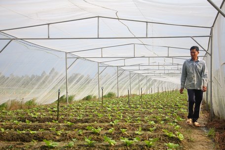 Nhờ đầu tư hệ thống nhà lưới trồng rau màu, anh Đặng Hoàng Minh tiết kiệm chi phí phân thuốc, hạn chế sâu bệnh, rau an toàn.