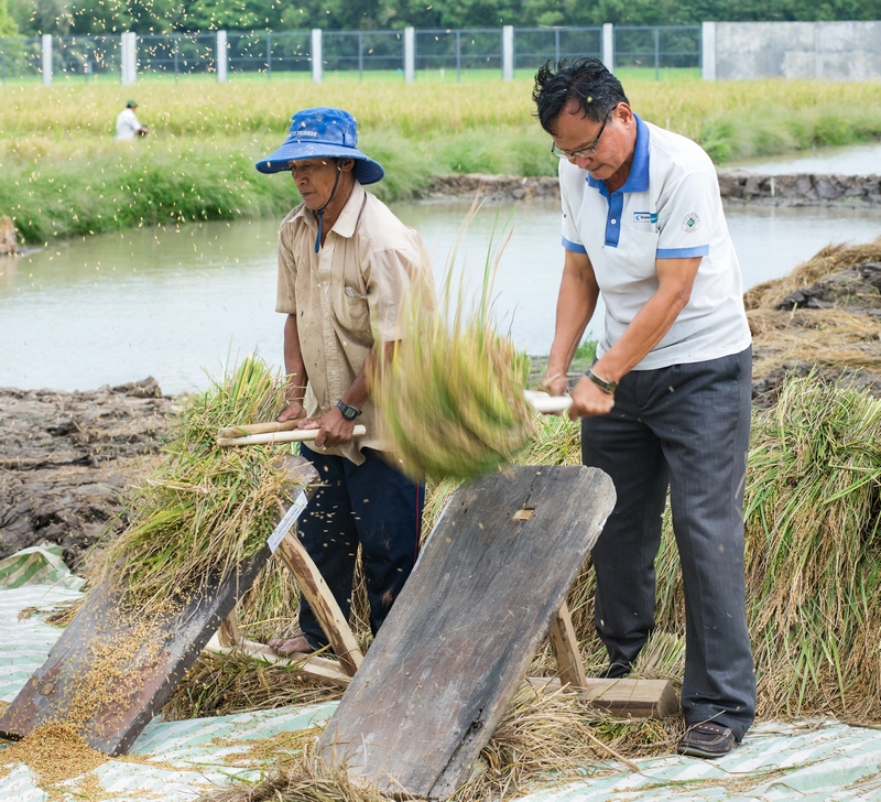 Anh Tư Việt (bên phải) đập lúa trên bàn đập lúa mùa “cổ xưa”. Ảnh: Chí Kông