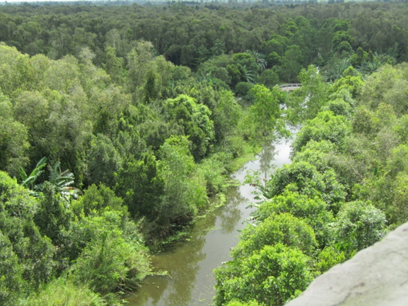 Rừng Tràm của khu bảo tồn nhìn từ trên cao.