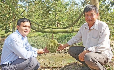 Ngành nông nghiệp huyện Tam Bình đang hỗ trợ các xã phát triển vườn cây ăn trái và thực hiện mô hình điểm của huyện.