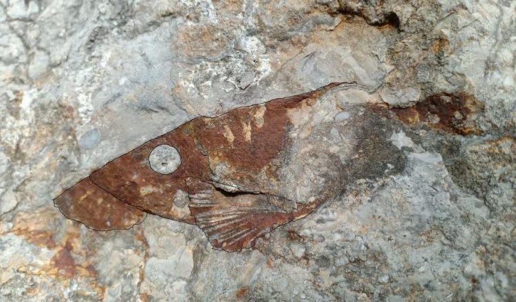 Hóa thạch loài cá cổ đại chưa từng được thấy từ trước tới nay tại tỉnh Banteay Meanchey, phía tây Campuchia. Ảnh: Bộ Môi trường Campuchia