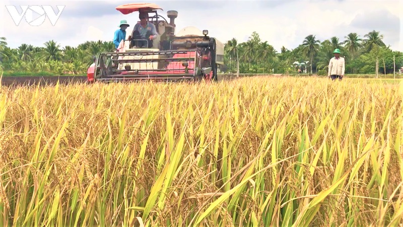 Nông dân vùng ĐBSCL khẩn trương thu hoạch lúa Hè thu bán giá cao.