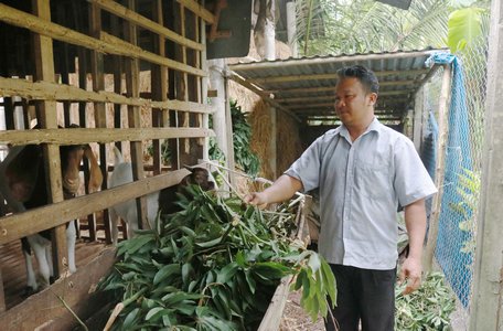 Nhờ mô hình chăn nuôi dê và bò, hộ gia đình anh Thạch Dững thoát nghèo bền vững, kinh tế ổn định.
