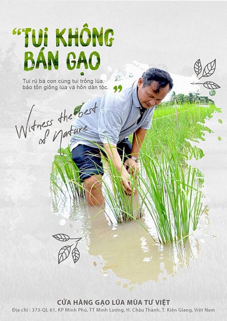 Lê Quốc Việt cấy lúa mùa trên ruộng của mình.