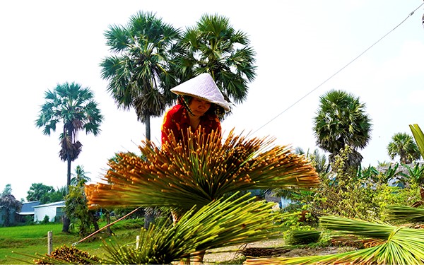 Phụ nữ phơi cỏ bàng - hình ảnh đẹp ở vùng biên giới Giang Thành. 