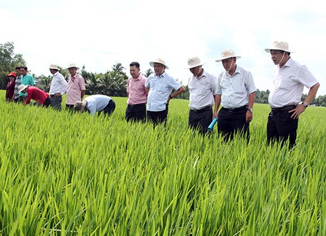 Sản xuất lúa sạch là một trong những mô hình đột phá được ngành chức năng tỉnh và huyện Vị Thủy triển khai mang lại hiệu quả cho người dân.   