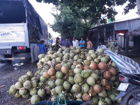 Thương lái thu mua dừa ở Trà Ôn.