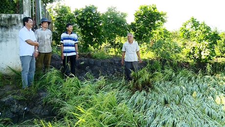 Ông Hồ Văn Minh- Tỉnh ủy viên, Bí thư Huyện ủy Long Hồ (bìa trái)- đã đến khảo sát hiện trạng một số cánh đồng có diện tích lúa bị đổ ngã ở xã Lộc Hòa.