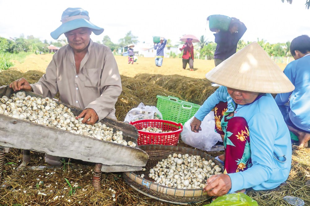 Ông Đặng Văn Đậu thu hoạch nấm rơm được sản xuất trên diện tích đất được thuê mướn ở phường Long Hưng, quận Ô Môn.
