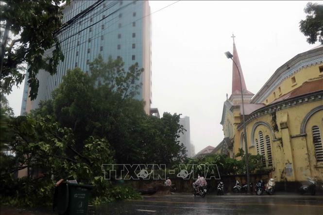 Cây xanh bị gió bão số 5 quật ngã trên đường Hà Nội, thành phố Huế. Ảnh: Đỗ Trưởng/TTXVN
