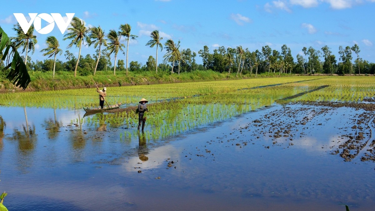 Chuyển đổi đối tượng nuôi giúp người dân làm mô làm tôm - lúa ở Cà Mau có nguồn thu lớn hơn.