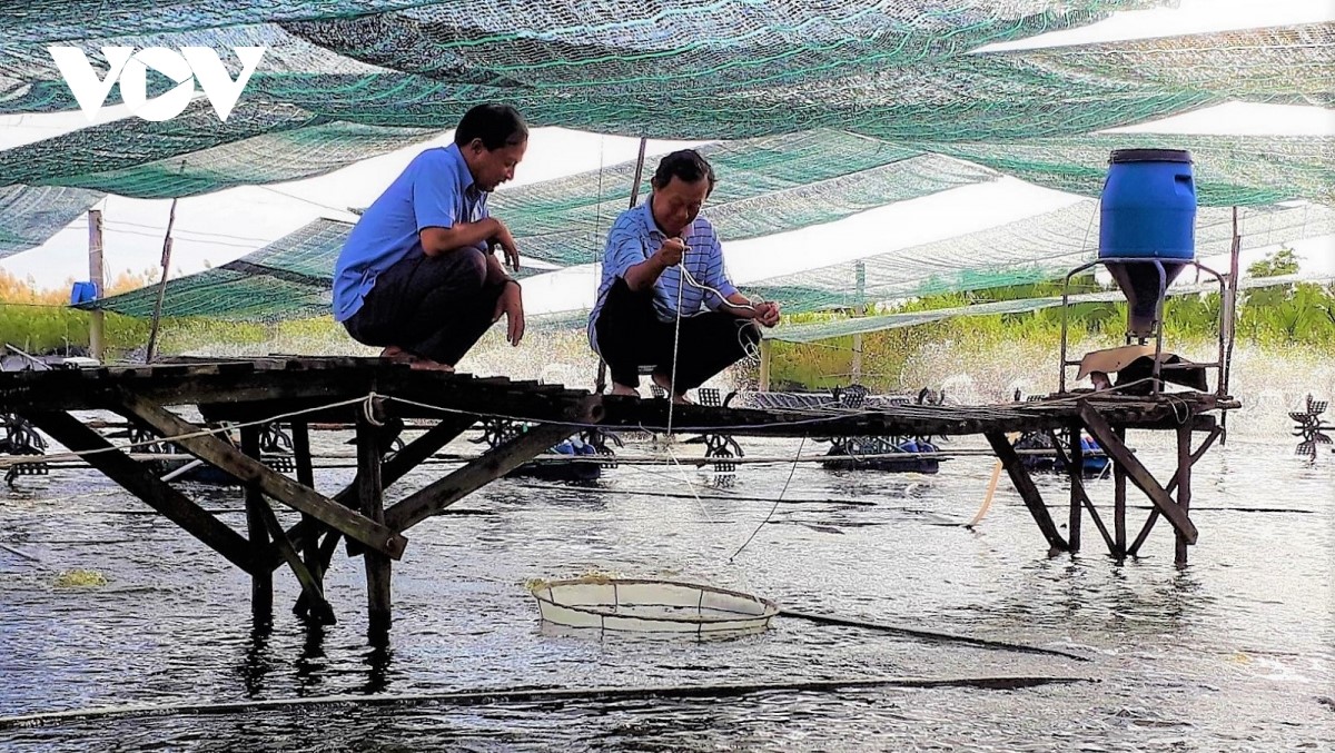 Gia đình ông Nguyễn Minh Luân mỗi năm có lãi hơn 1 tỷ đồng từ nuôi tôm siêu thâm canh.