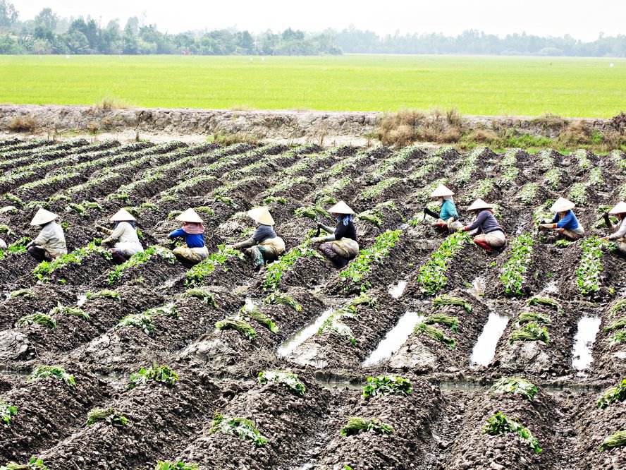 Nhiệm kỳ 2015- 2020, cơ cấu lại ngành nông nghiệp của tỉnh đạt nhiều kết quả quan trọng. Xây dựng thương hiệu chất lượng cho một số sản phẩm: “Khoai lang Bình Tân”, “Bưởi Năm Roi Bình Minh” và trên 20 nhãn hiệu nông sản, hàng hóa. Trong ảnh: Nhân công trồng khoai trên rẫy màu ở huyện Bình Tân.