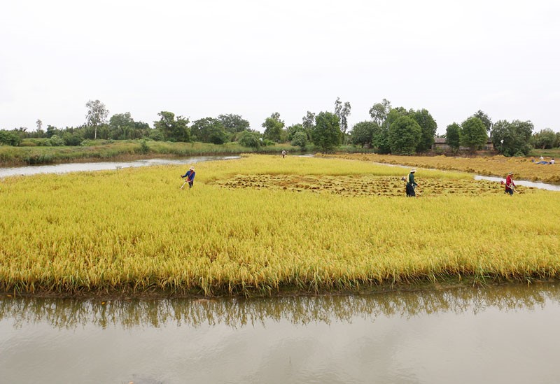 Mô hình tôm - lúa ở huyện Thạnh Phú.