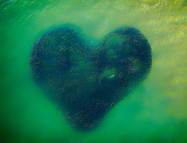 Vị trí quán quân Drone Photo Awards 2020 thuộc về tác phẩm “Trái tim yêu của tạo hóa” của tác giả người Australia Jim Picôt. Bức ảnh ghi lại hình ảnh một con cá mập bơi giữa đàn cá hồi trên vùng biển tại bang New South Wales. Điều đặc biệt là chuyển động của những sinh vật này đã tạo ra một trái tim khổng lồ trên biển.