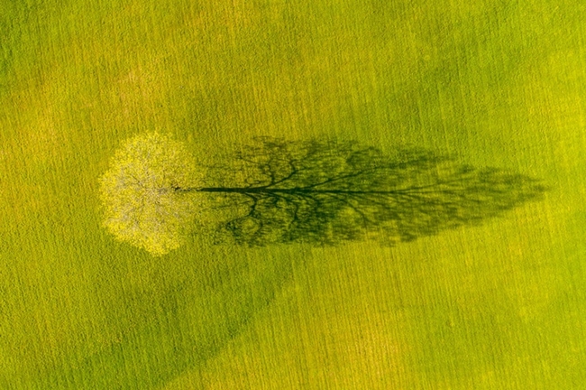  Bóng của cây phong vào mùa xuân tại Weybridge, bang Vermont, Mỹ. (Tác giả: Caleb Kenna)