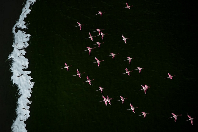 Cánh chim hồng hạc trên hồ Turkana, Kenya. (Tác giả: Thomas Vijayan)