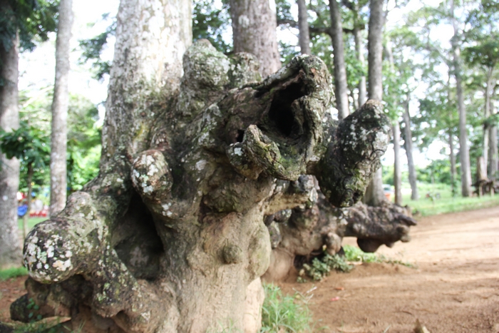 Những gốc cây cổ thụ trồi lên mặt đất có hình dạng rất kỳ lạ, khiến du khách thích thú khám phá.